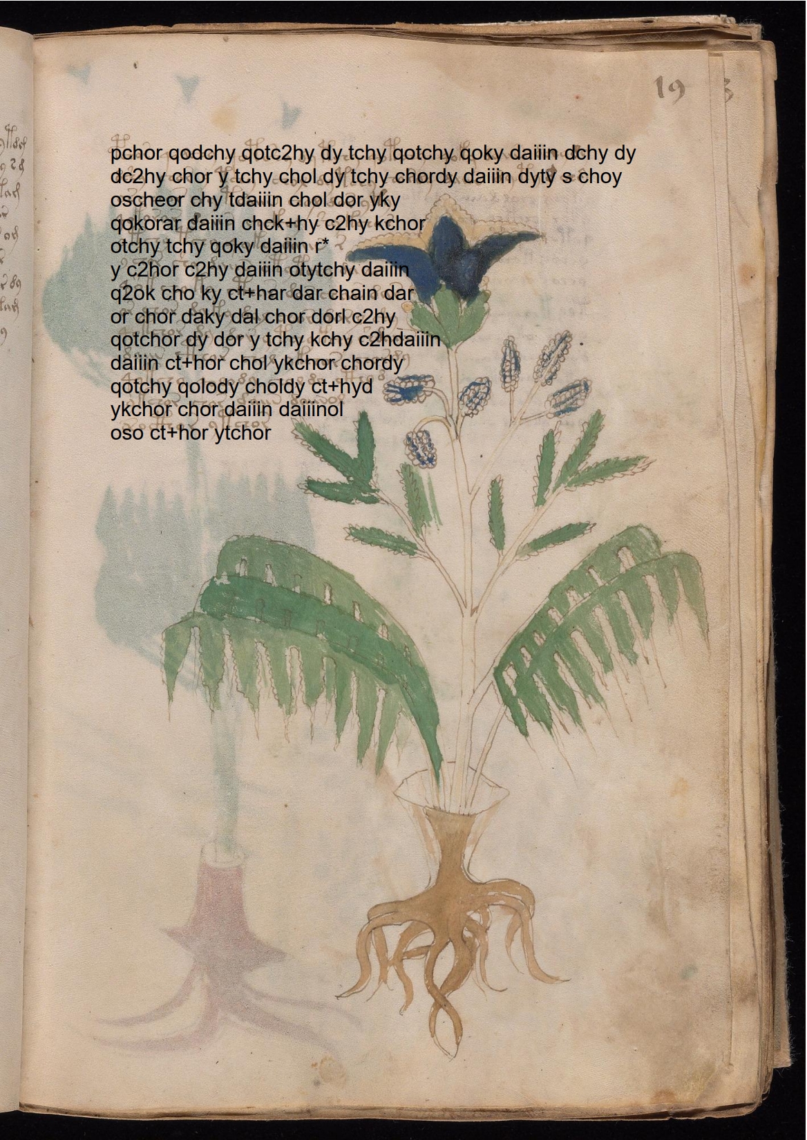 Folio 19r glyph overlay on parchment